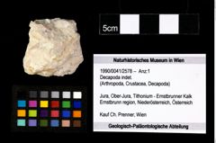 Foto (Objekt + Etikett) von Decapoda indet.  (NHMW-GEO-1990-0041-2578)